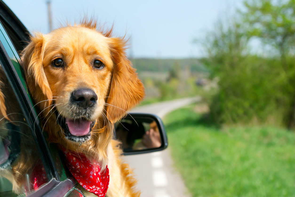 St. Louis dog with head out window