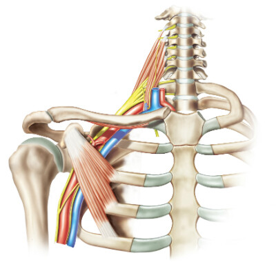 brachial plexus