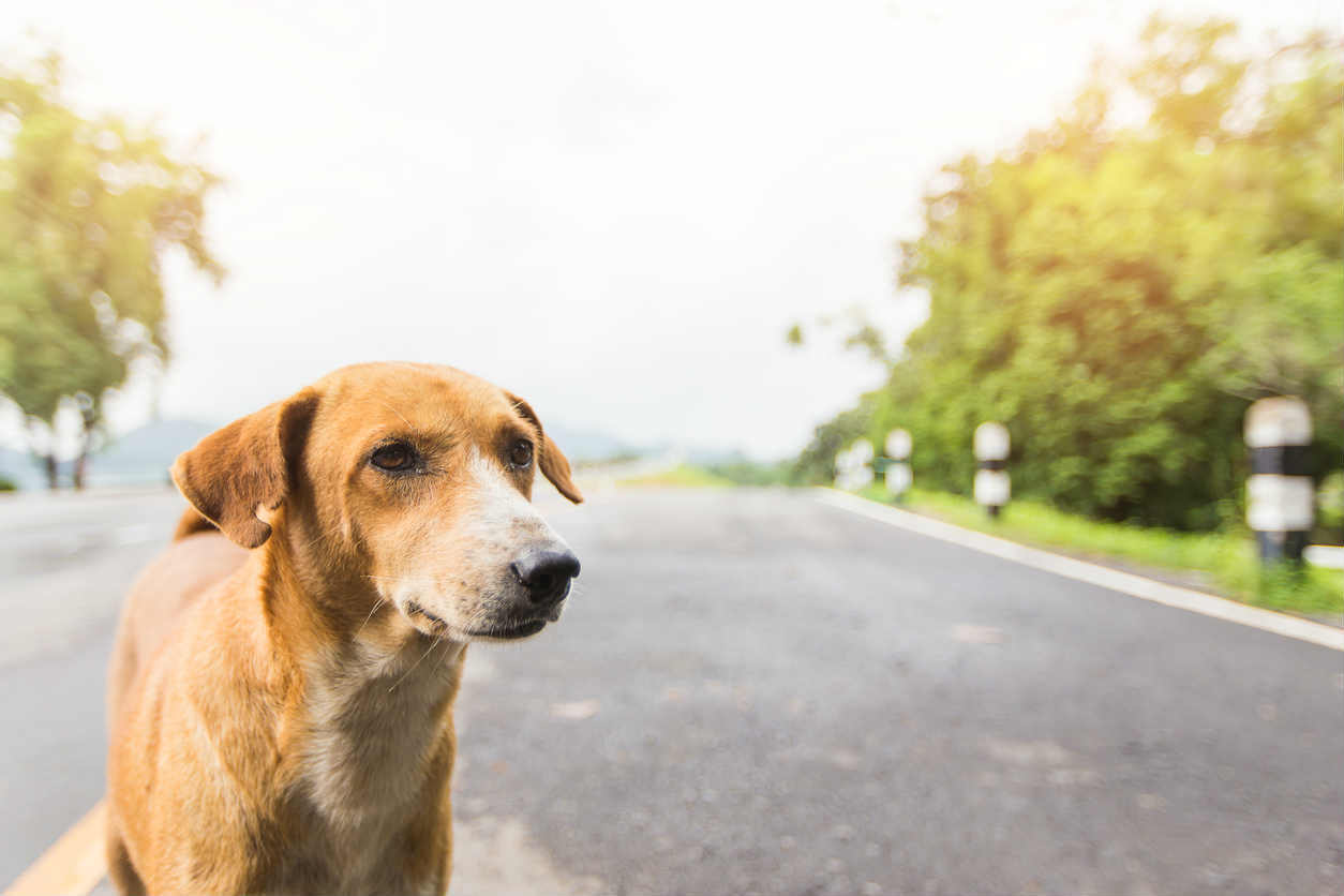 dog in the road