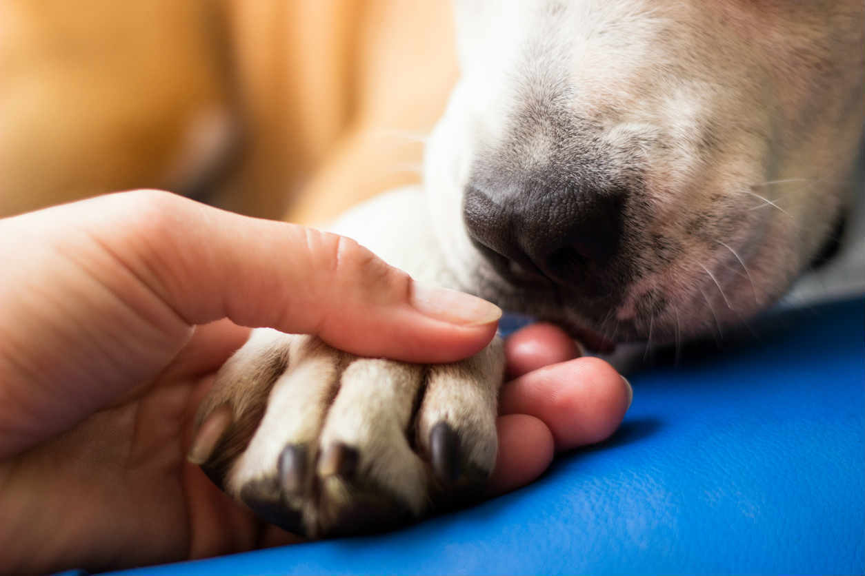 woman holding pet dog's paw