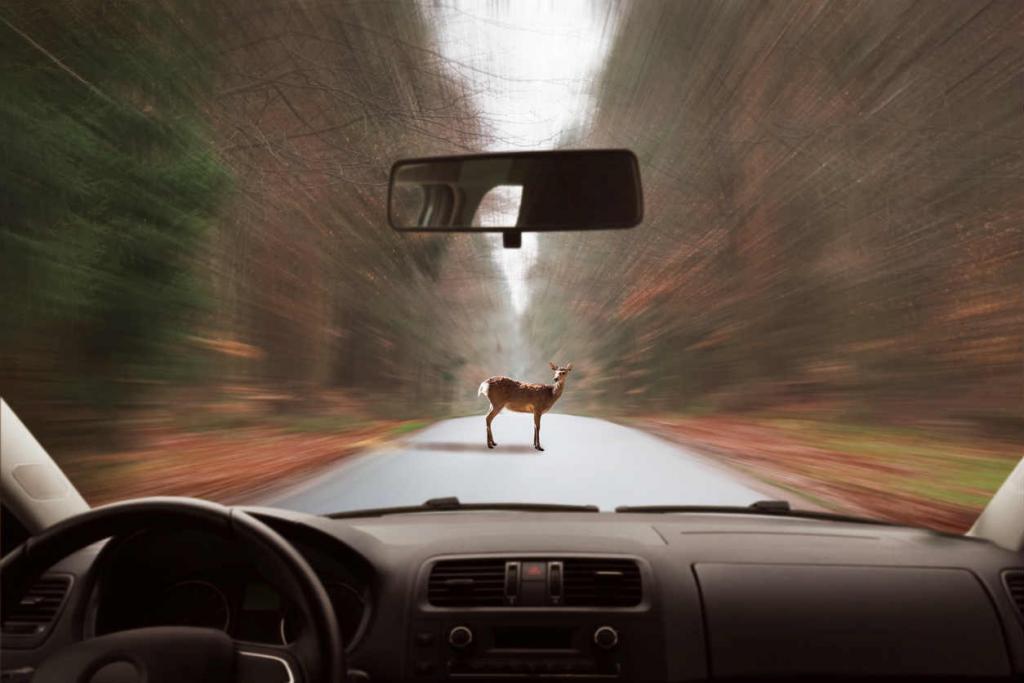 deer in the road