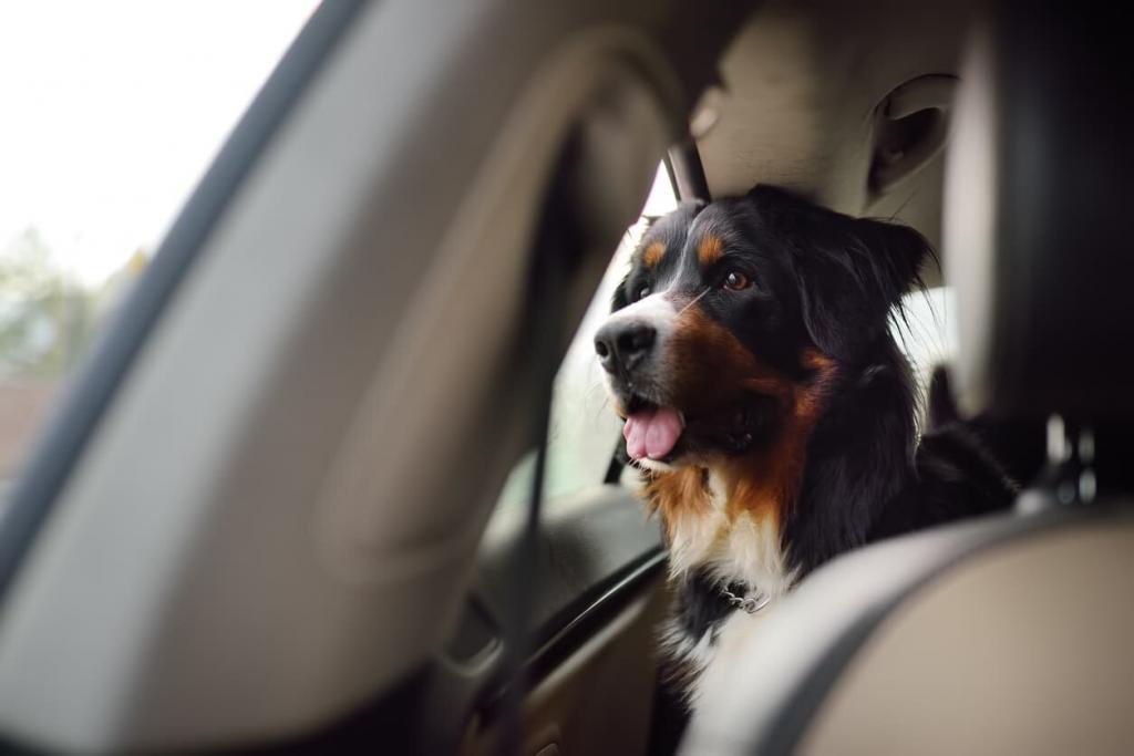 dog riding in a car