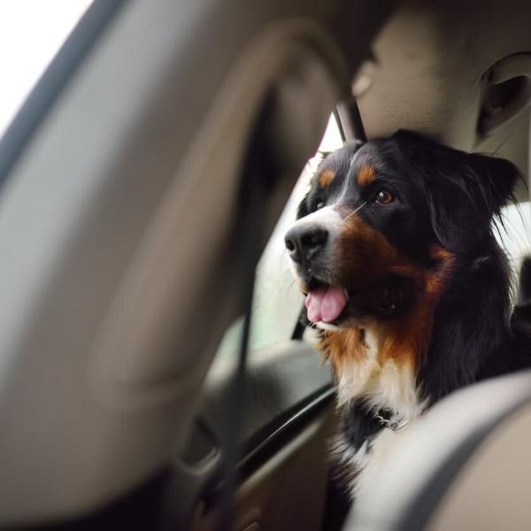 dog riding in a car