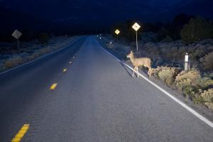 deer about to cross the road