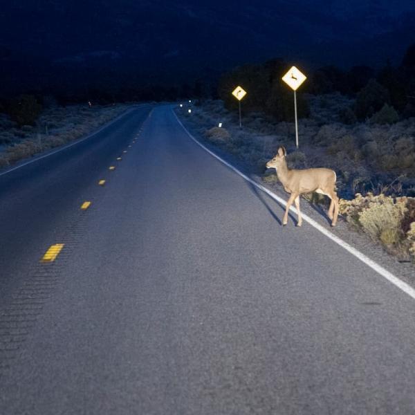 deer about to cross the road