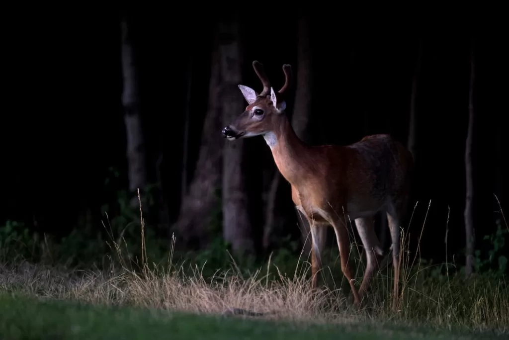 deer walking towards the road