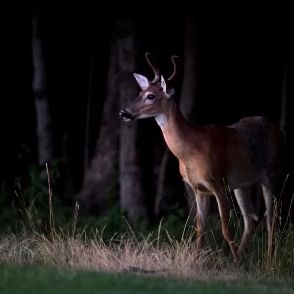 deer walking towards the road